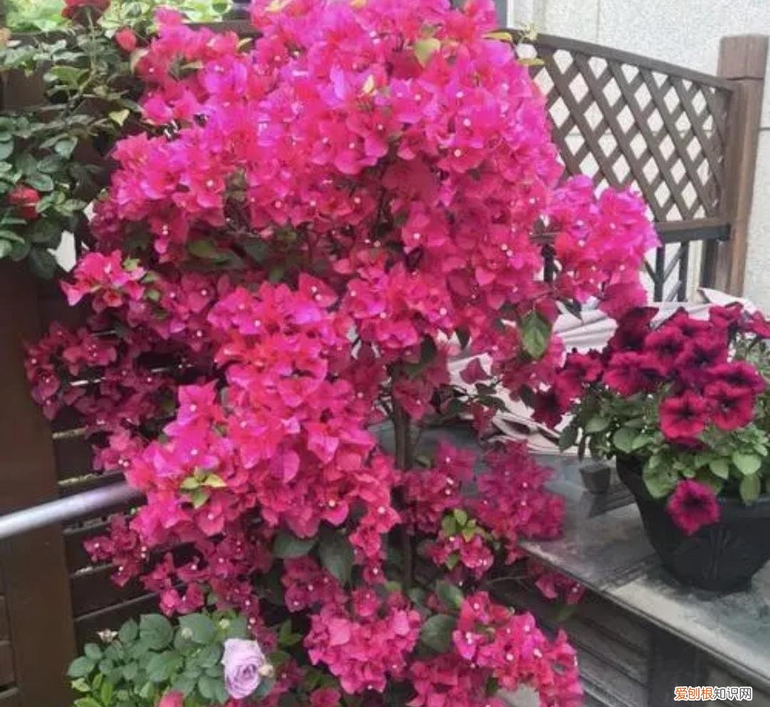为何三角梅只长叶不开花，养三角梅，勤做4件事，开花多一倍
