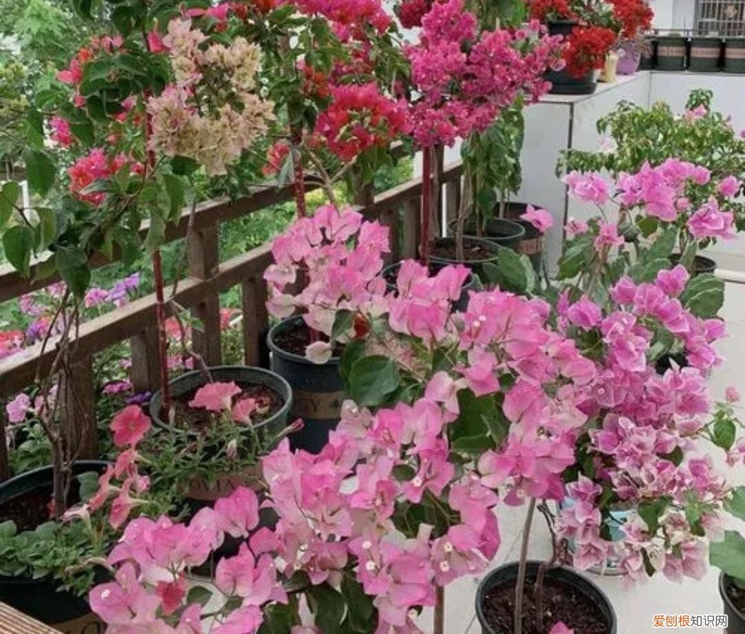 为何三角梅只长叶不开花，养三角梅，勤做4件事，开花多一倍