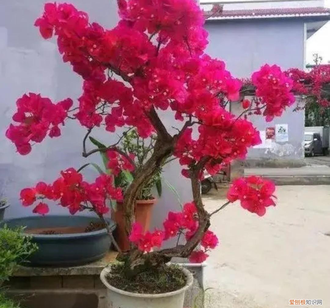 为何三角梅只长叶不开花，养三角梅，勤做4件事，开花多一倍