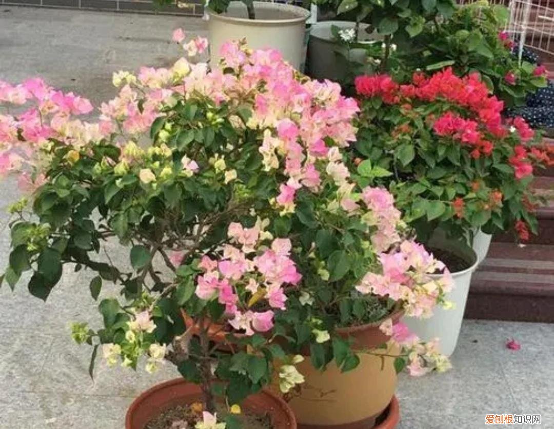 为何三角梅只长叶不开花，养三角梅，勤做4件事，开花多一倍