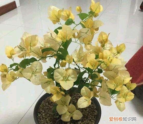 初春三角梅怎么养护,三角梅养护技巧,“满足3个”要求,长的贼旺,一株要开300朵