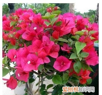 初春三角梅怎么养护,三角梅养护技巧,“满足3个”要求,长的贼旺,一株要开300朵