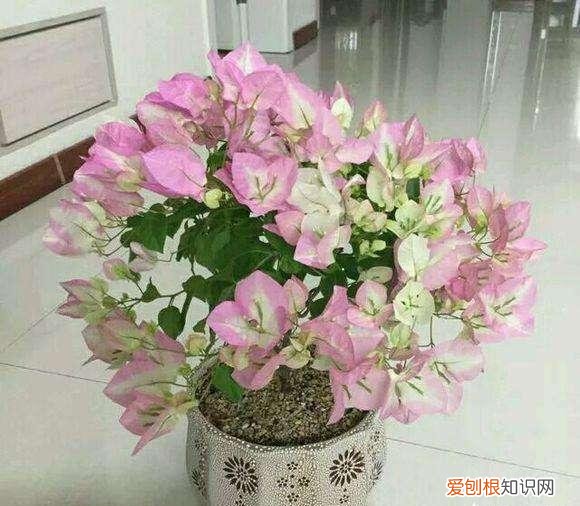 初春三角梅怎么养护,三角梅养护技巧,“满足3个”要求,长的贼旺,一株要开300朵