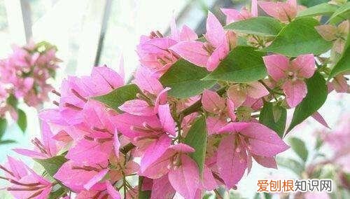 初春三角梅怎么养护,三角梅养护技巧,“满足3个”要求,长的贼旺,一株要开300朵