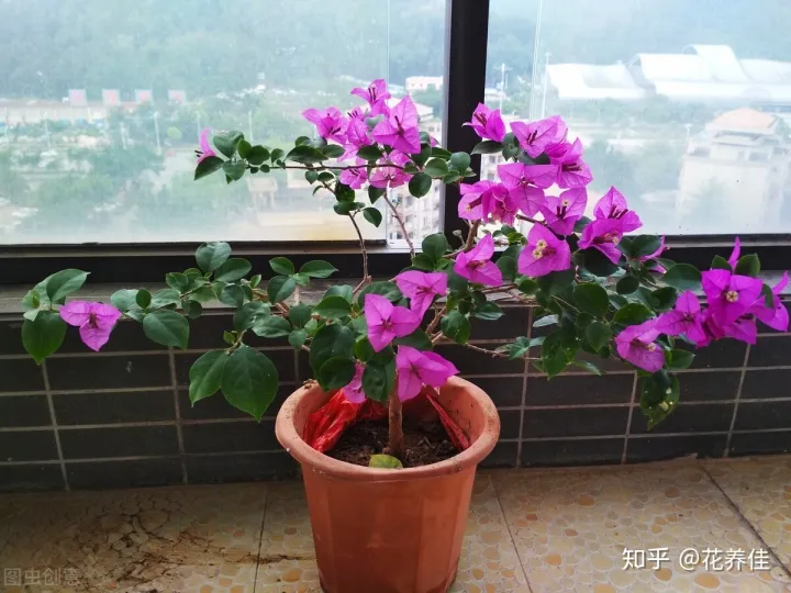 三角梅养花视频大全，三角梅的家庭种植及养护方法