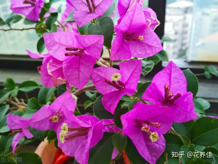 三角梅养花视频大全，三角梅的家庭种植及养护方法