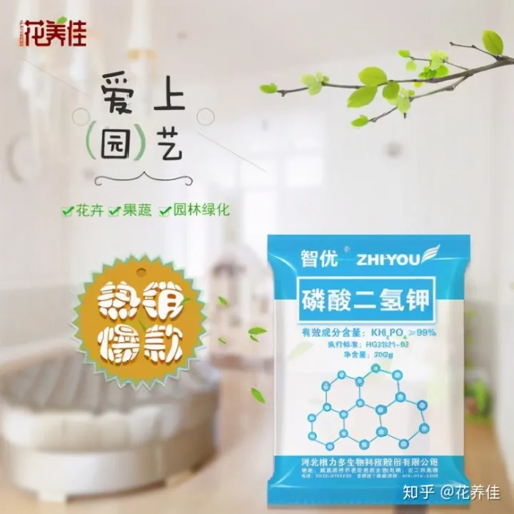 三角梅养花视频大全，三角梅的家庭种植及养护方法