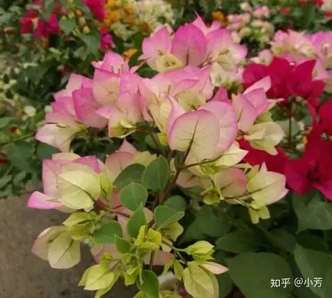 三角梅的栽培方法和栽培技术要点是什么,三角梅的栽培方法和栽培技术要点