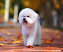 比熊跟疯了一样是怎么回事 比熊犬疯了怎么办