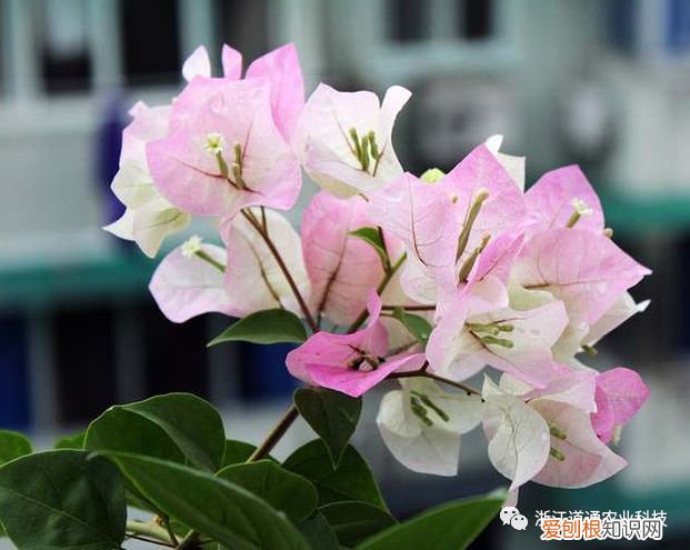 三角梅中的勤花品种，三角梅的6大勤花品种，轻松养到花满枝！