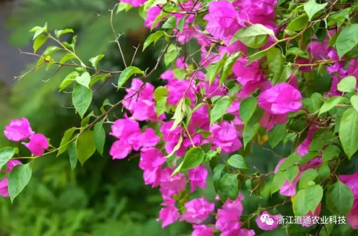 三角梅中的勤花品种，三角梅的6大勤花品种，轻松养到花满枝！