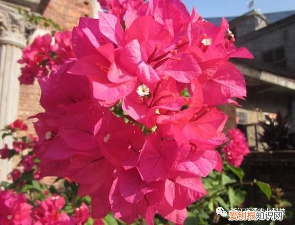 三角梅中的勤花品种，三角梅的6大勤花品种，轻松养到花满枝！