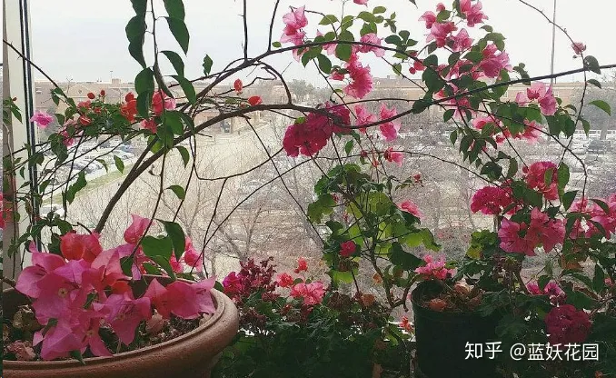 三角梅第一年开花吗，三角梅开花少？教你一个动作，一个月开暴盆！