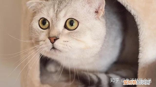 适合新手养的十种品种猫咪，适合新手养的十种品种猫！！！