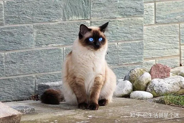 适合新手养的十种品种猫咪，适合新手养的十种品种猫！！！