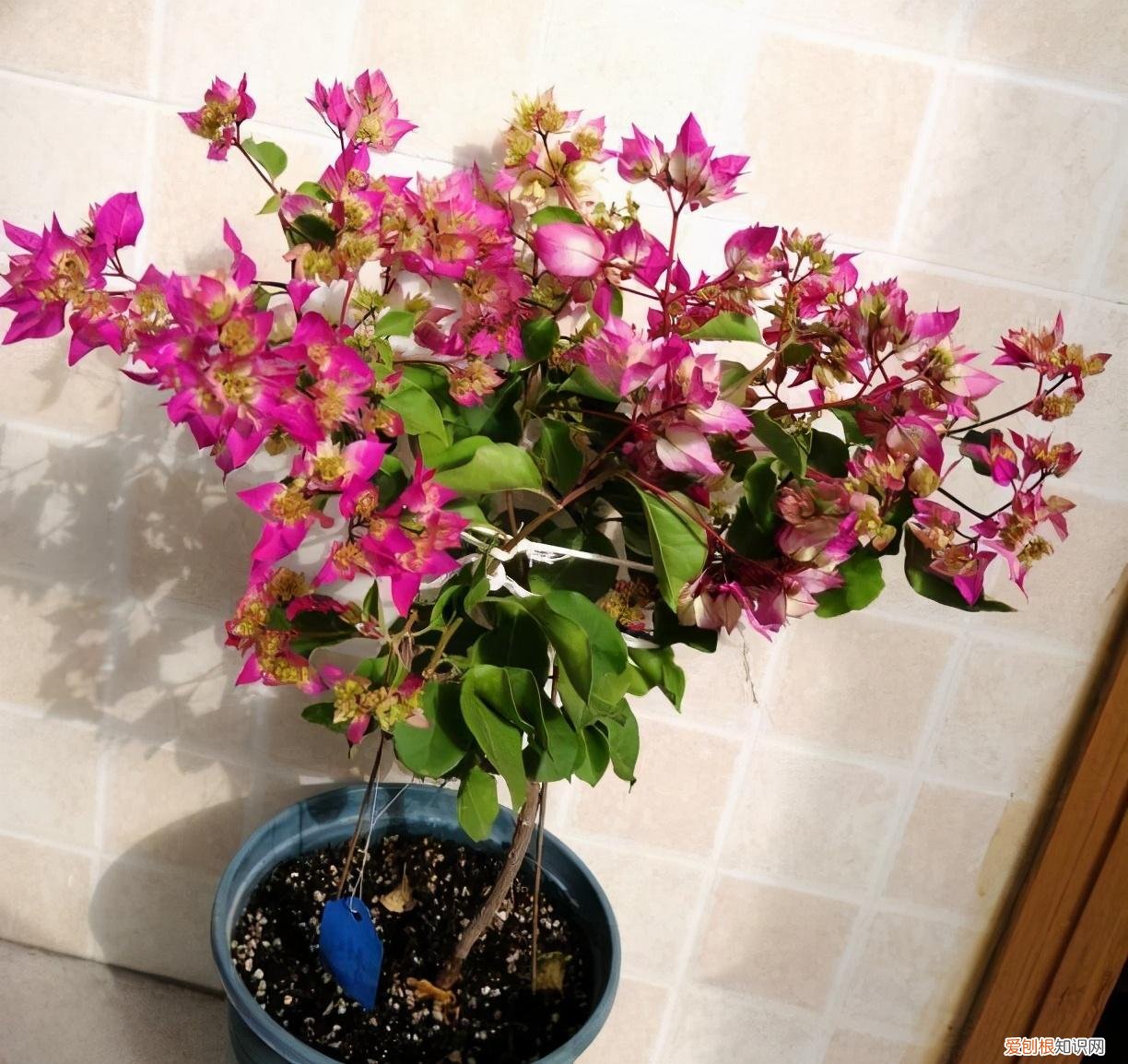 三角梅怎样栽培,盆栽三角梅的培养方法很简单,做好3件事,植株壮实优美开花旺