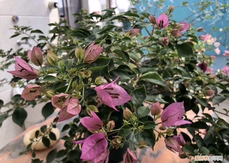 三角梅怎样栽培,盆栽三角梅的培养方法很简单,做好3件事,植株壮实优美开花旺