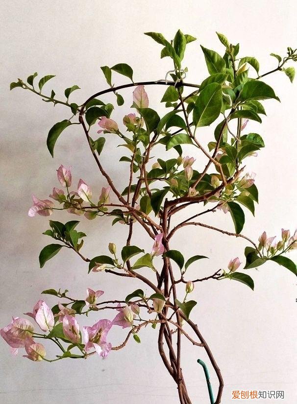 三角梅怎样栽培,盆栽三角梅的培养方法很简单,做好3件事,植株壮实优美开花旺