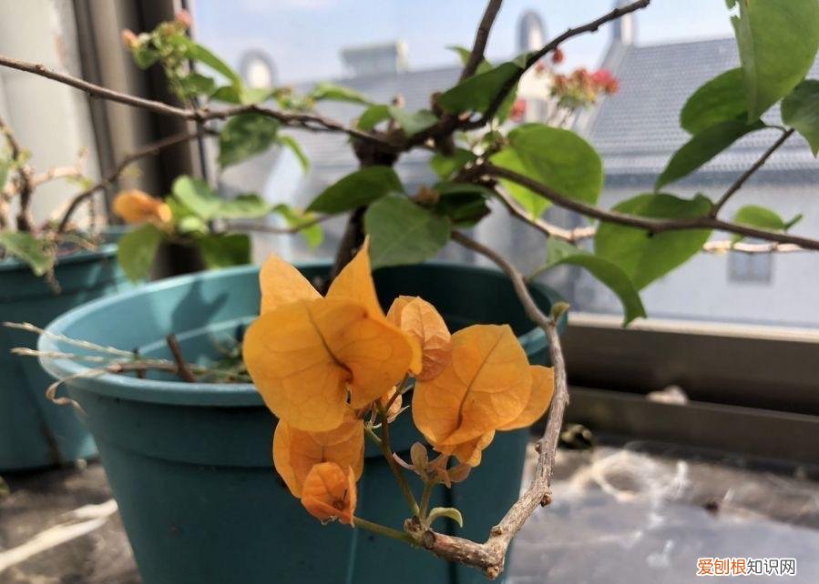 三角梅怎样栽培,盆栽三角梅的培养方法很简单,做好3件事,植株壮实优美开花旺