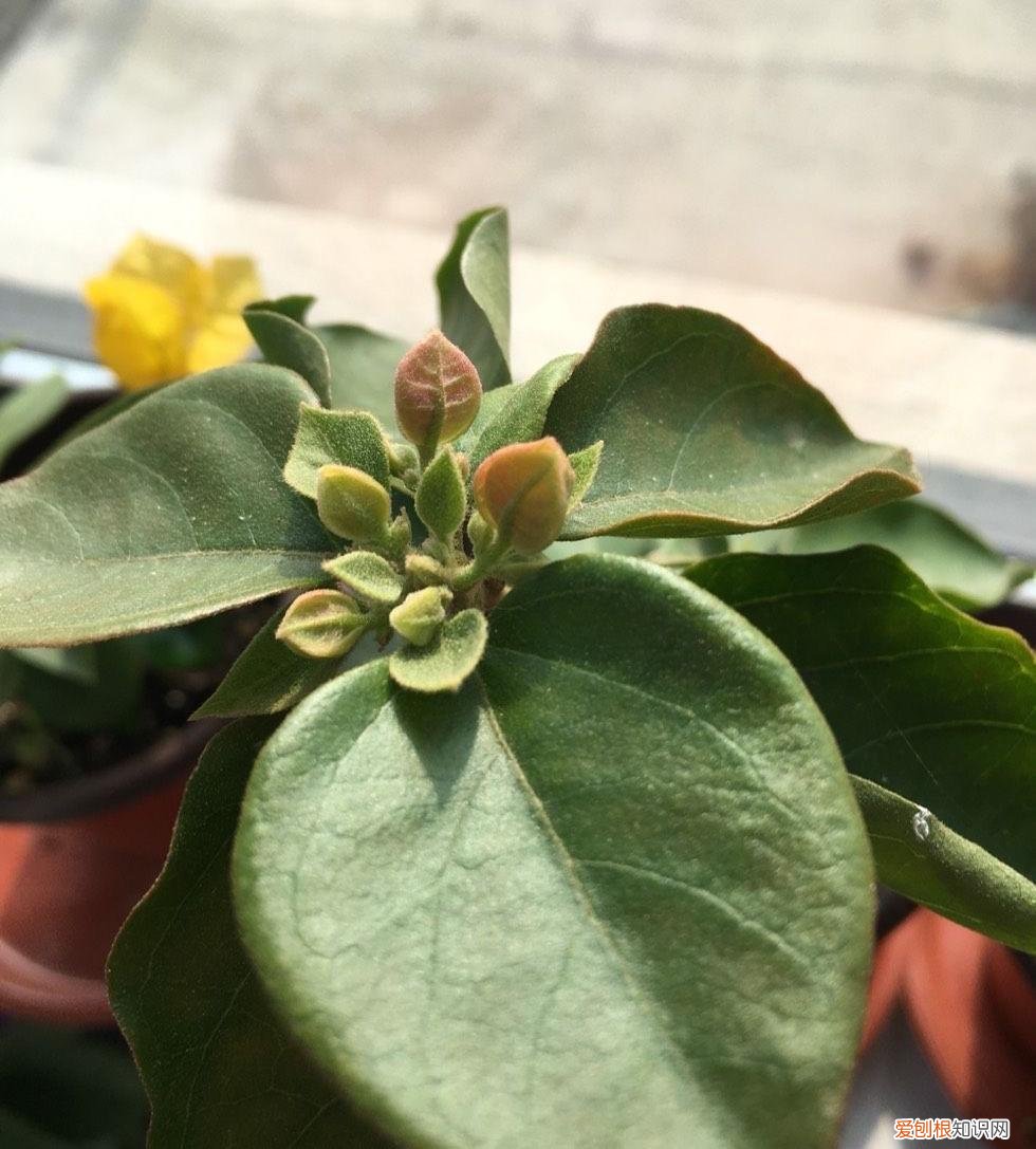 三角梅怎样栽培,盆栽三角梅的培养方法很简单,做好3件事,植株壮实优美开花旺