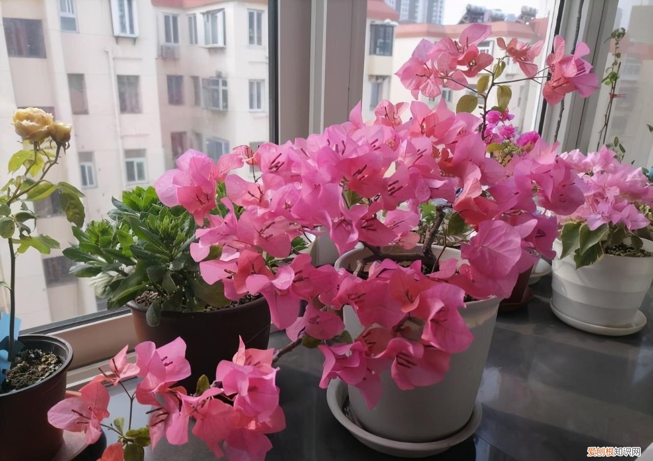 三角梅怎样栽培,盆栽三角梅的培养方法很简单,做好3件事,植株壮实优美开花旺