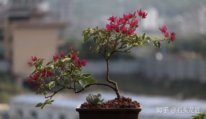 三角梅扦插时间什么时间最好，普通三角梅养到“精品”盆栽，学会“3招”，一年就可以
