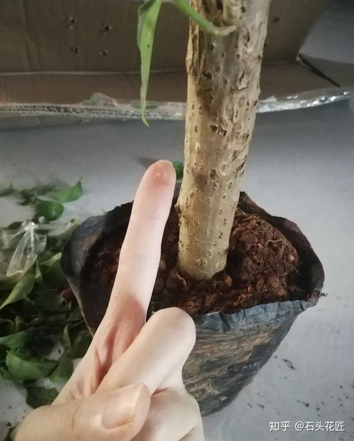 买手网是正品吗，网购比“手指”还粗的三角梅桩子，记住3个要点，养成好看盆栽