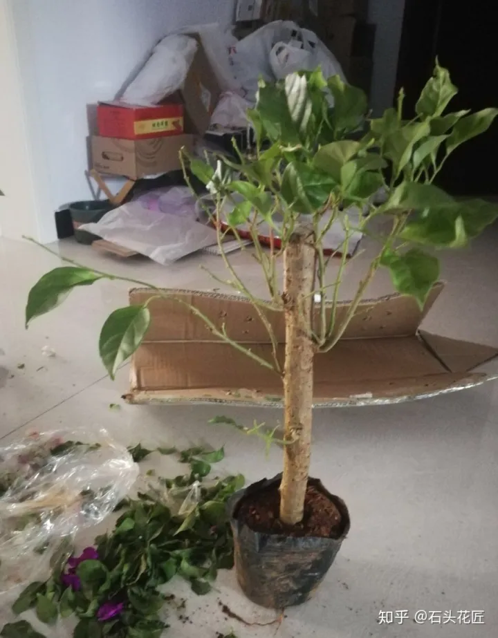 买手网是正品吗，网购比“手指”还粗的三角梅桩子，记住3个要点，养成好看盆栽
