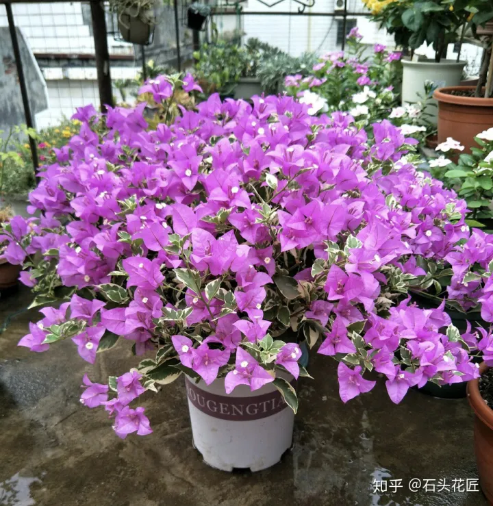 买手网是正品吗，网购比“手指”还粗的三角梅桩子，记住3个要点，养成好看盆栽
