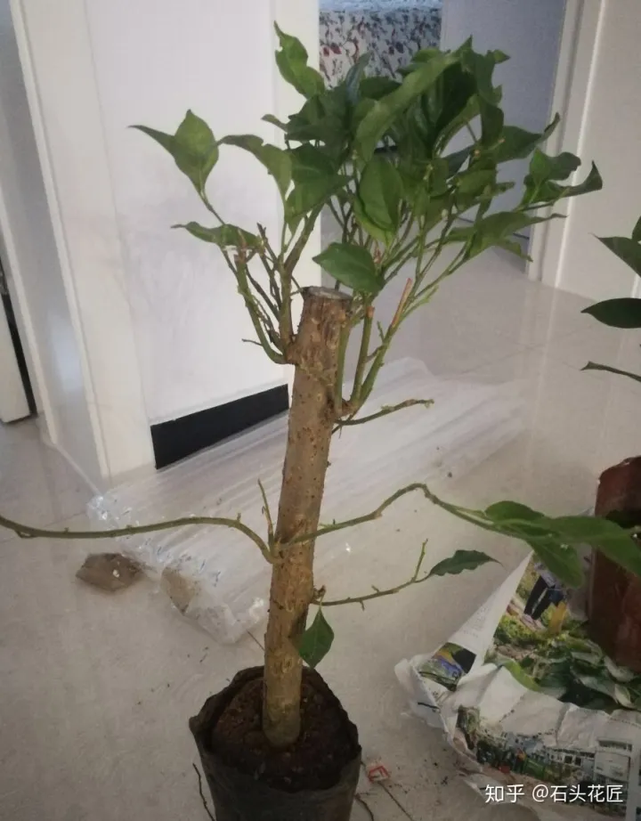 买手网是正品吗，网购比“手指”还粗的三角梅桩子，记住3个要点，养成好看盆栽