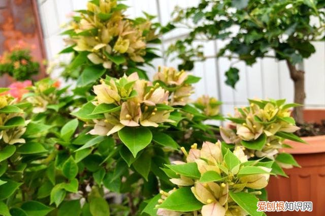 三角梅怎么才能开更多的花，三角梅应该怎么养？牢记“4点”，轻松养好养开花