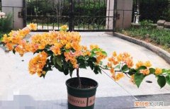 三角梅怎么才能开更多的花，三角梅应该怎么养？牢记“4点”，轻松养好养开花