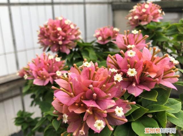 三角梅怎么才能开更多的花，三角梅应该怎么养？牢记“4点”，轻松养好养开花