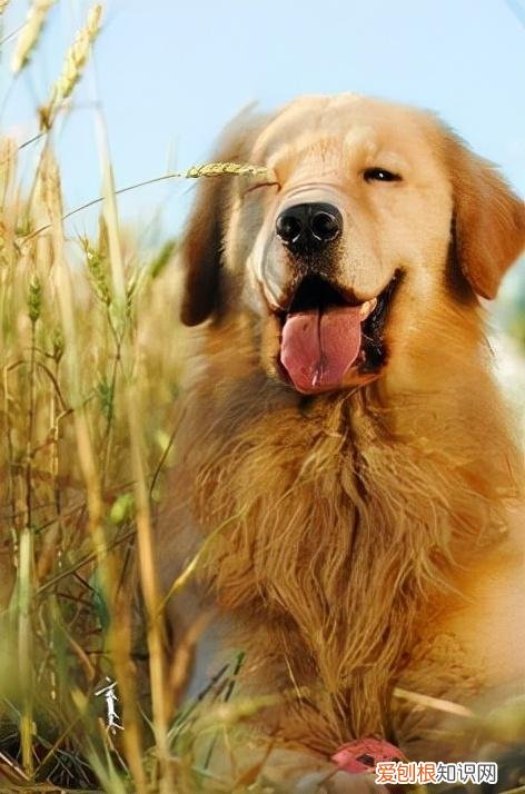 新手适合养什么宠物犬，这几种宠物最适合新手小白养，一定有你喜欢的