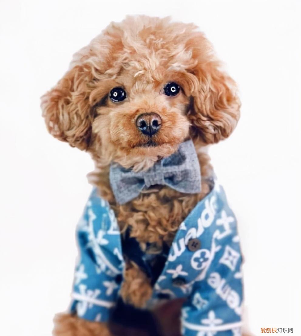 新手适合养什么宠物犬，这几种宠物最适合新手小白养，一定有你喜欢的