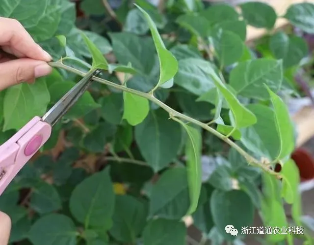 三角梅只开花不长叶子怎么办图片，用“这方法”养三角梅，花多到看不见叶子，花期长达200天！