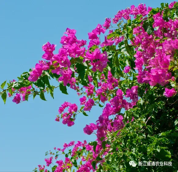 三角梅只开花不长叶子怎么办图片，用“这方法”养三角梅，花多到看不见叶子，花期长达200天！