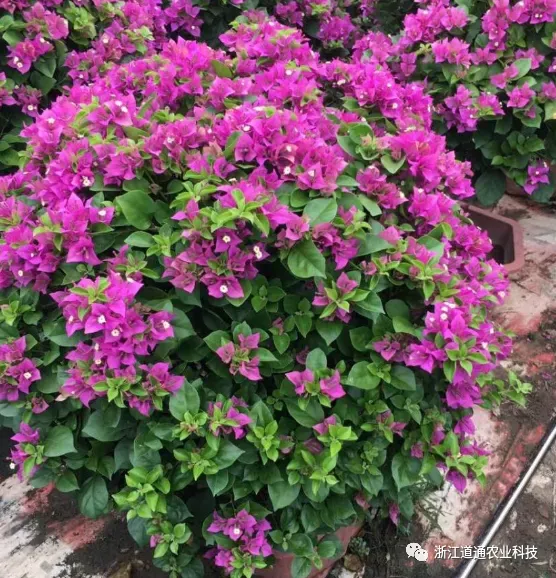 三角梅只开花不长叶子怎么办图片，用“这方法”养三角梅，花多到看不见叶子，花期长达200天！