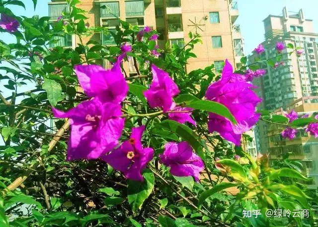 三角梅为什么只有枝头开花，三角梅开花量少？开春做好4件事，猛长新枝，开花爆盆！