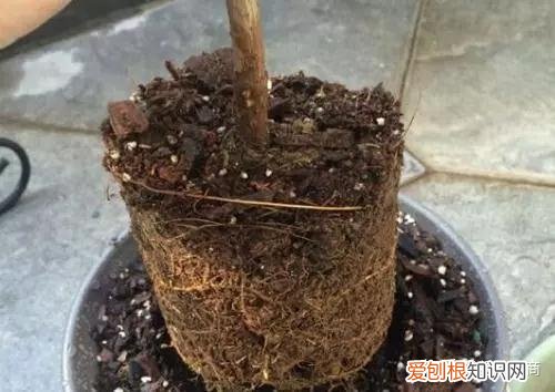三角梅为什么只有枝头开花，三角梅开花量少？开春做好4件事，猛长新枝，开花爆盆！
