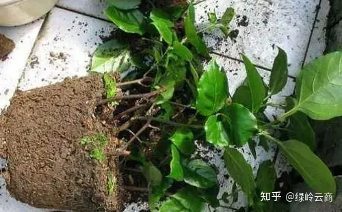 三角梅为什么只有枝头开花，三角梅开花量少？开春做好4件事，猛长新枝，开花爆盆！