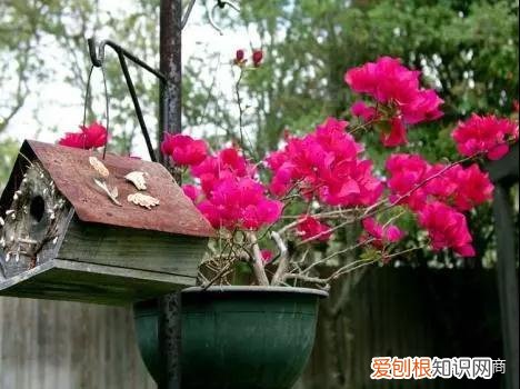 三角梅为什么只有枝头开花，三角梅开花量少？开春做好4件事，猛长新枝，开花爆盆！