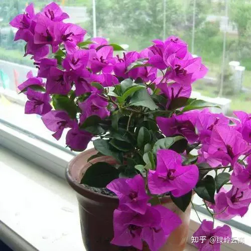 三角梅为什么只有枝头开花，三角梅开花量少？开春做好4件事，猛长新枝，开花爆盆！