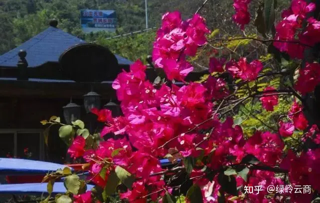三角梅为什么只有枝头开花，三角梅开花量少？开春做好4件事，猛长新枝，开花爆盆！