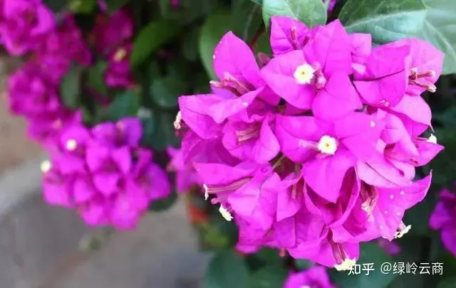 三角梅为什么只有枝头开花，三角梅开花量少？开春做好4件事，猛长新枝，开花爆盆！