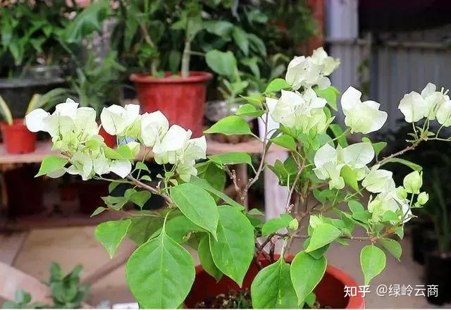 三角梅为什么只有枝头开花，三角梅开花量少？开春做好4件事，猛长新枝，开花爆盆！