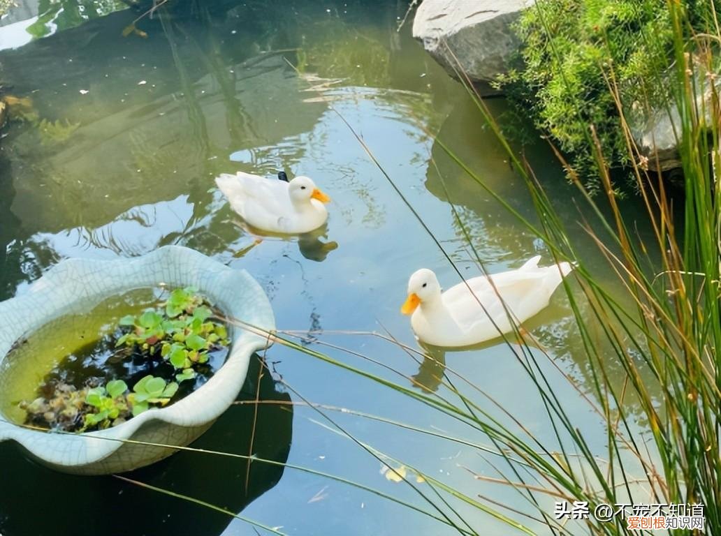家里除了猫狗还能养什么宠物，格局打开｜除了猫狗，还可以养什么宠物？