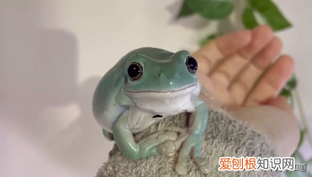 家里除了猫狗还能养什么宠物，格局打开｜除了猫狗，还可以养什么宠物？