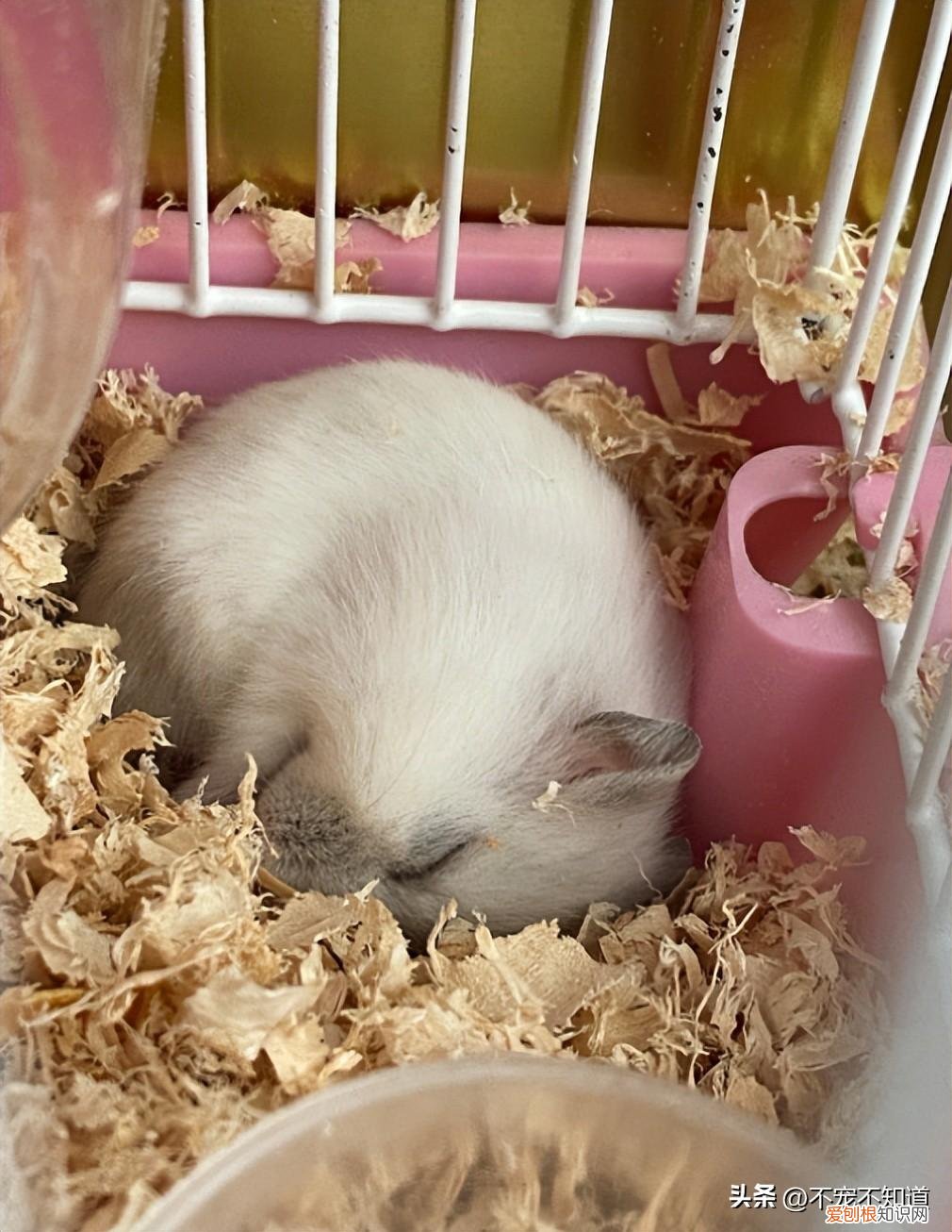 家里除了猫狗还能养什么宠物，格局打开｜除了猫狗，还可以养什么宠物？