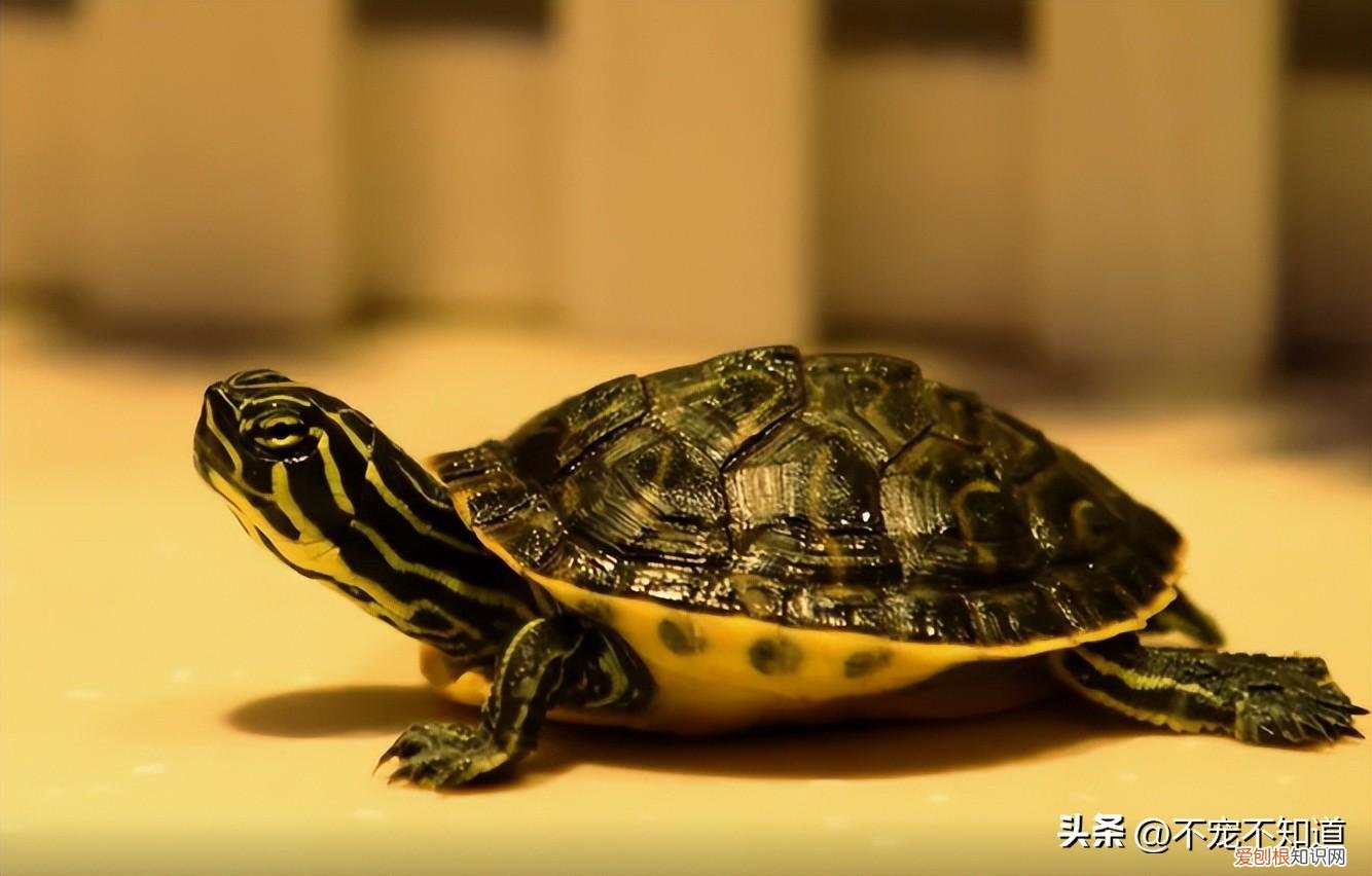 家里除了猫狗还能养什么宠物，格局打开｜除了猫狗，还可以养什么宠物？